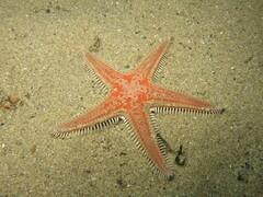 Astropecten aranciacus