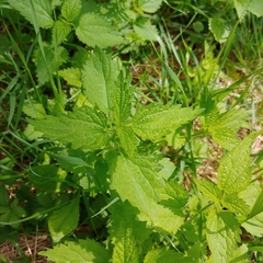 Urtica dioica