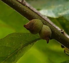 Disholcaspis quercusmamma