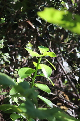 Ilex anomala