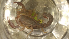 Vaejovis carolinianus