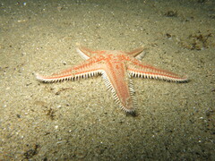 Astropecten aranciacus