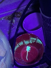 Centruroides sculpturatus