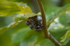 Andricus quercusstrobilanus