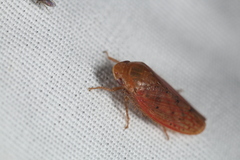 Gyponini
