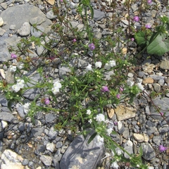 Galeopsis angustifolia