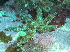 Coscinasterias tenuispina