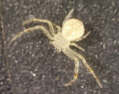 Misumessus oblongus