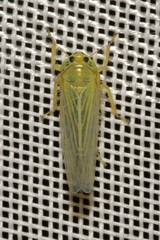 Cicadula quadrinotata