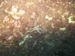 Coscinasterias tenuispina