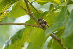 Andricus quercusstrobilanus