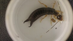 Euborellia annulipes