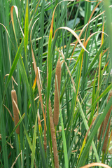 Typha domingensis