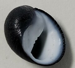 Nerita picea