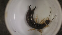 Euborellia annulipes