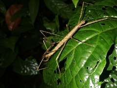 Parapachymorpha dentata