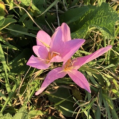 Colchicum lusitanum