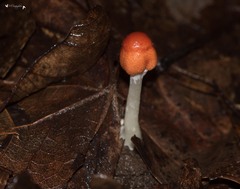 Marasmius siccus