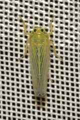 Cicadula quadrinotata