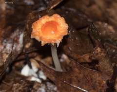 Gliophorus psittacinus