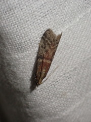 Acrobasis