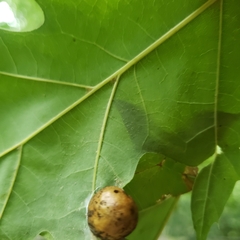 Amphibolips quercusostensackenii