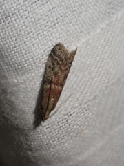 Acrobasis