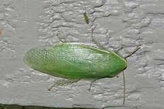 Panchlora nivea