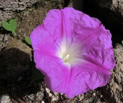 Ipomoea orizabensis novogaliciana