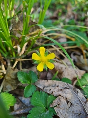 Potentilla indica
