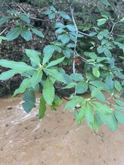Rhododendron prunifolium