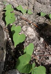 Ipomoea orizabensis novogaliciana