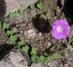 Ipomoea orizabensis novogaliciana