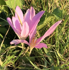 Colchicum lusitanum