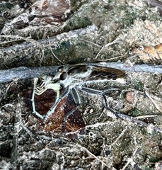 Triorla interrupta