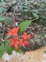 Rhododendron prunifolium