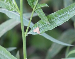Udea profundalis