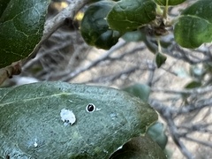 Tetraleurodes perileuca