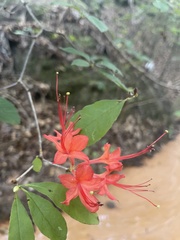 Rhododendron prunifolium