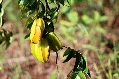Averrhoa carambola