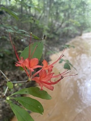 Rhododendron prunifolium