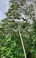 Cecropia peltata
