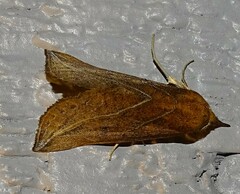 Phyprosopus callitrichoides