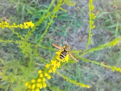 Hoplitimyia constans