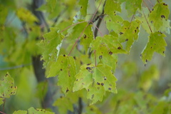 Acericecis ocellaris