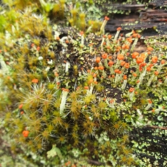 Cladonia cristatella