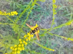 Hoplitimyia constans