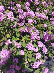 Lantana montevidensis