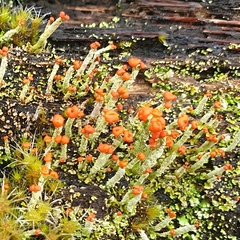 Cladonia cristatella