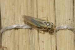 Zyginidia pullula